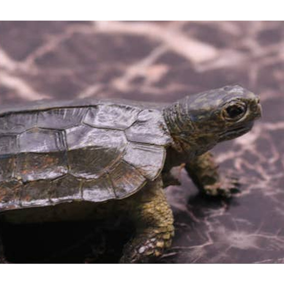 Notched Sea Turtle Figure Toy Sea Animal Marine Life Realistic Toy AAA - Picture 2 of 4